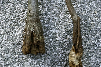 Graft failure