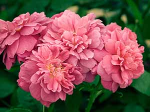 Roses (Rosa) / RHS Plant Guide