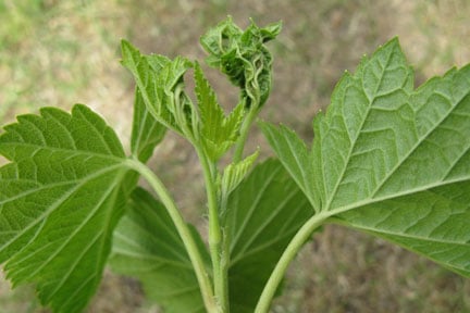Blackcurrant gall midge