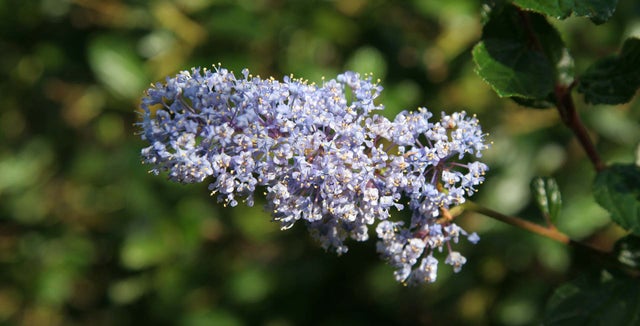 Summer and autumn-flowering ceanothus