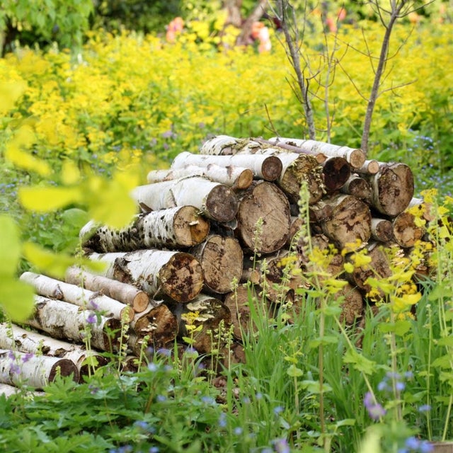 Log piles create a feature in the Birch Grove at RHS Hyde Hall