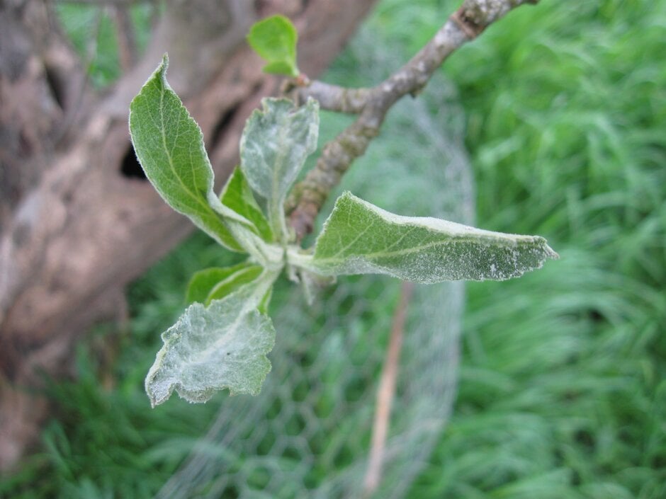 Apple Powdery Mildew: Symptoms and Care | RHS Advice