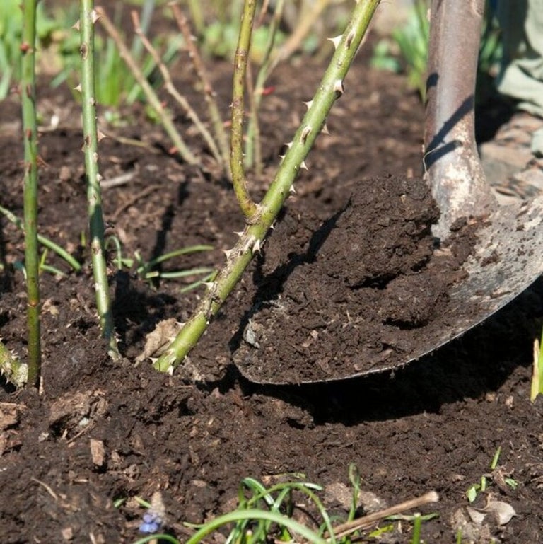 How to plant a hanging basket: Expert Guide | RHS Advice
