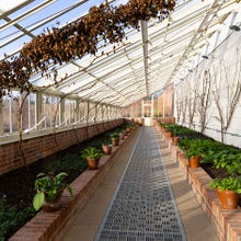 Greenhouses need to be well ventilated to prevent dampness and mould