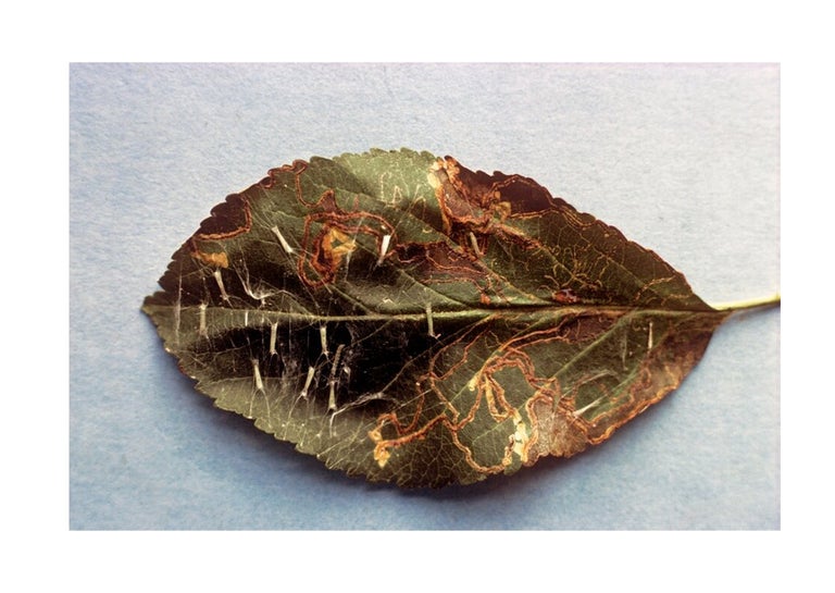 Apple leaf mining moth