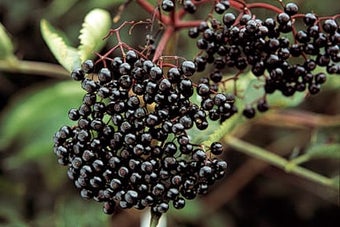 Hedgerow fruit