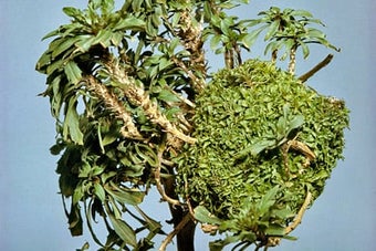 Leafy gall