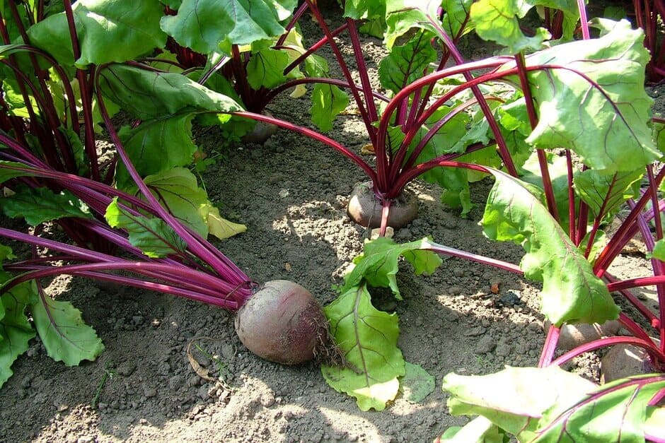 How to grow Beetroot | RHS Guide