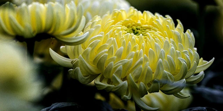 Buy chrysanthemums from RHSplants.co.uk