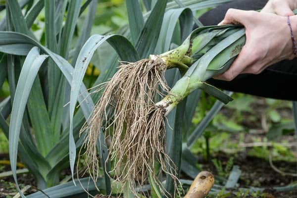 ‘Porvite’ (Autumn Giant 2 Group)