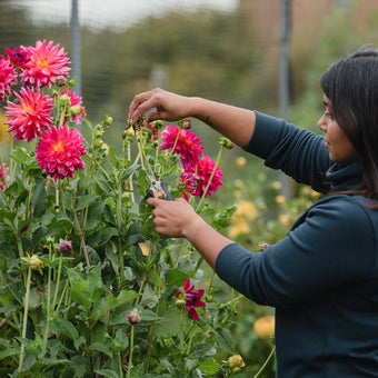 Deadheading plants
