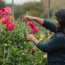 Deadheading dahlias keeps them flowering for longer