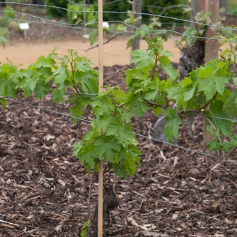 Grapes: Guyot training and pruning 