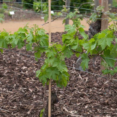 If you want to grow several vines outdoors, Guyot training is a good option