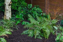 Mulching annually with a layer at least 5cm (2in) deep keeps soil, and the plants growing in it, healthy