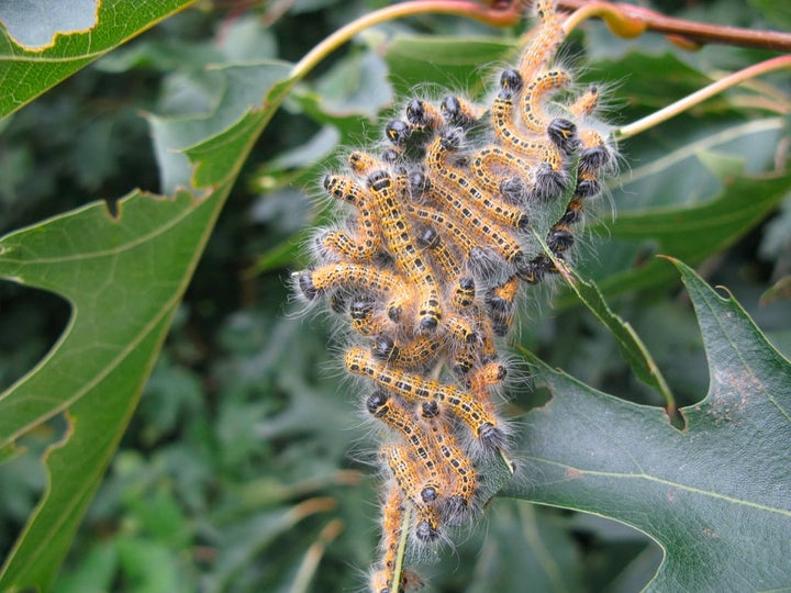 Buff Tip Moth: Identification and Garden Impact | RHS Advice