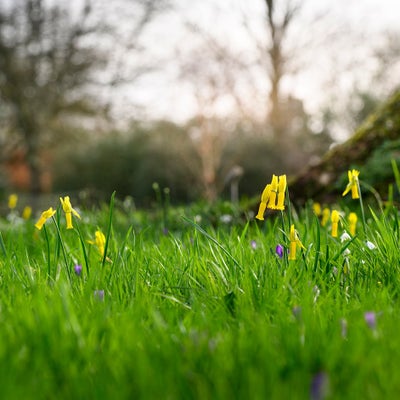 Crocus and <i>Narcissus</i> naturalised in grass