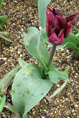 Tulip fire. Image: RHS, Horticultural Science