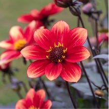 Dahlias are less troubled by rabbits.