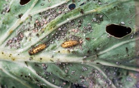 Aphid Predators: Natural Pest Control | RHS Advice