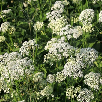 Cow parsley