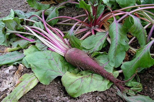 How to grow Beetroot | RHS Guide