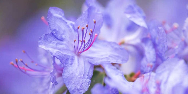 Buy rhododendrons from RHSplants.co.uk