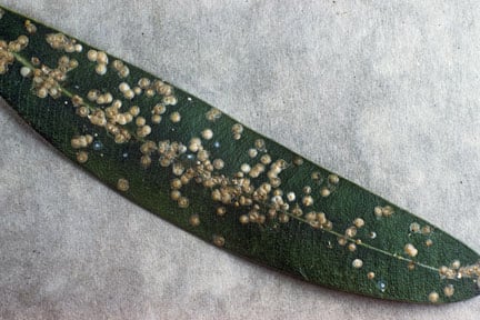 Soft Scale Insects: Identification and Control | RHS Advice