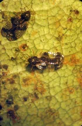 Pieris lacebug