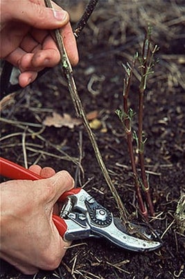 Pruning a late-flowering clematis. RHS/Advisory.