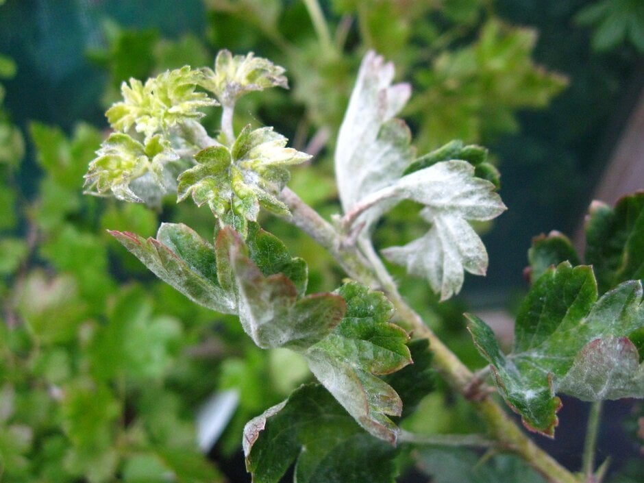 Gooseberry mildew