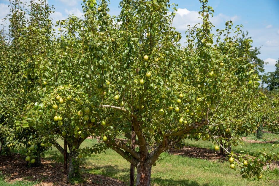 How to grow pears | RHS Guide