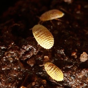 Golden root mealybug