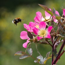 The single, open flowers of <i>Rosa glauca</i> are great for pollinators