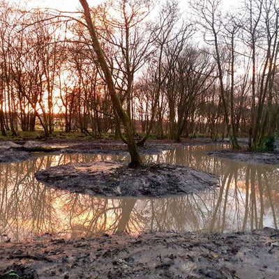 Wetland scrapes in woodland at RHS Bridgewater