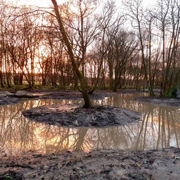 Swales: Water Management in Gardens | RHS Advice