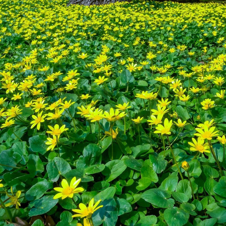 Lesser celandine