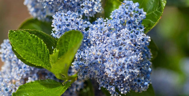 Spring-flowering ceanothus