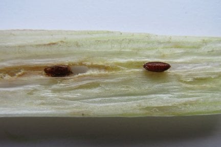 Allium leaf miner (<EM>Phytomyza gymnostoma</EM>) pupae on leek (<EM>Allium porrum</EM>)