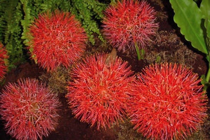 Scadoxus multiflorus subsp. multiflorus