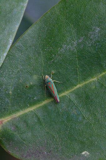 Rhododendron leafhopper and bud blast