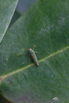 Rhododendron leafhopper (<EM>Graphocephala fennahi</EM>)