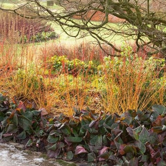 Plants for clay soils with catkins and stem colour