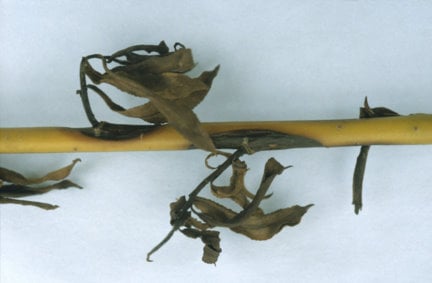Willow anthracnose, scab and canker