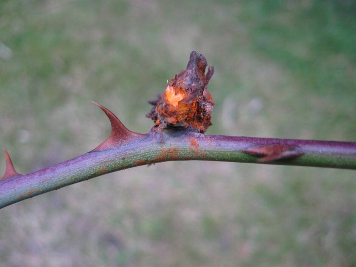 Rose rust: Symptoms & Control | RHS Advice
