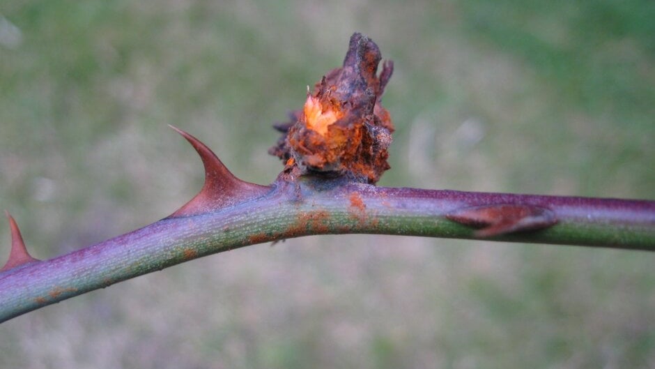 Rose rust: Symptoms & Control | RHS Advice