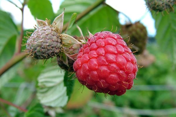 How To Grow Raspberries RHS Guide how-to-grow-raspberries-rhs-guide