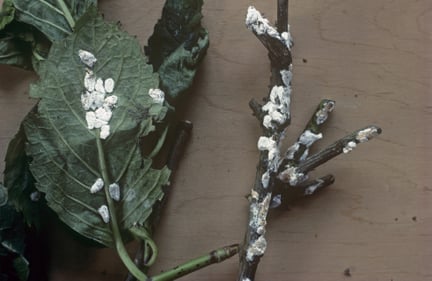 Soft Scale Insects: Identification and Control | RHS Advice