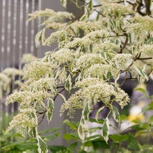 <EM>Cornus controversa</EM> 'Variegata'