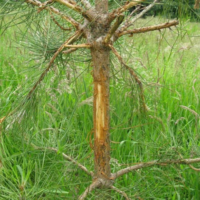 Roe deer damage on Pine